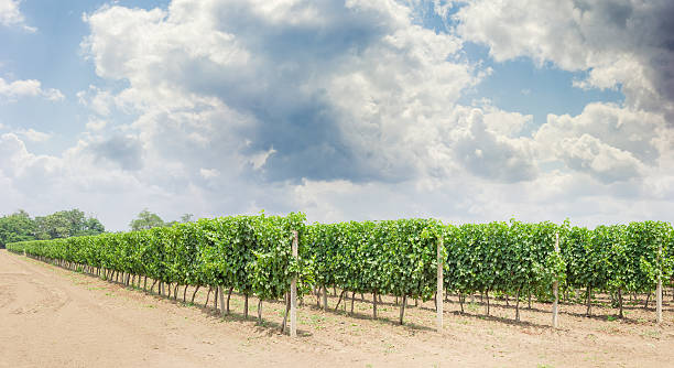 vignoble avec des raisins en maturation contre le ciel avec des nuages - sultana california photos et images de collection
