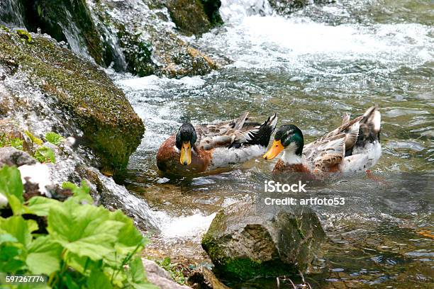 Enten Schwimmen In Der Üppigen Donau Stockfoto und mehr Bilder von Bildhintergrund - Bildhintergrund, Ente - Wasservogel, Entenküken