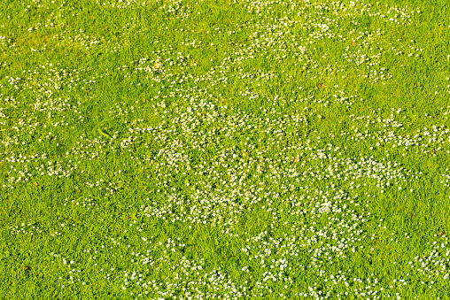 Small white daisies on a green lawn in spring time. Top View. Background