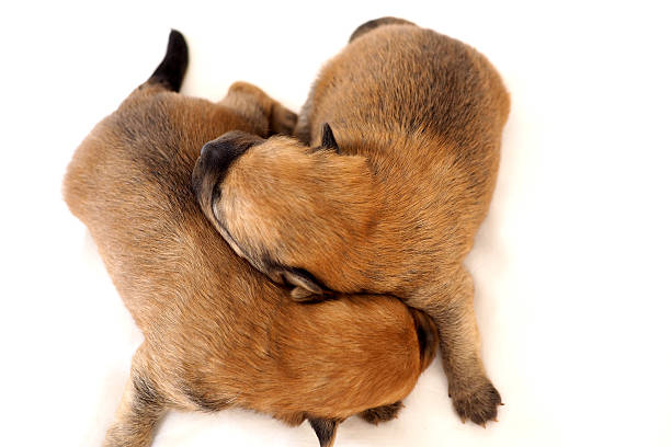 istock Newborn puppies on white 597269012