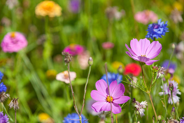 istock Wildflowers on a meadow in a sunny day 597270286