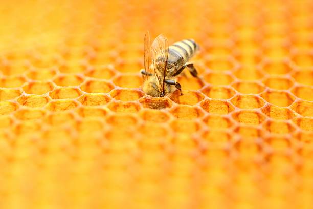 Honeybee stock photo