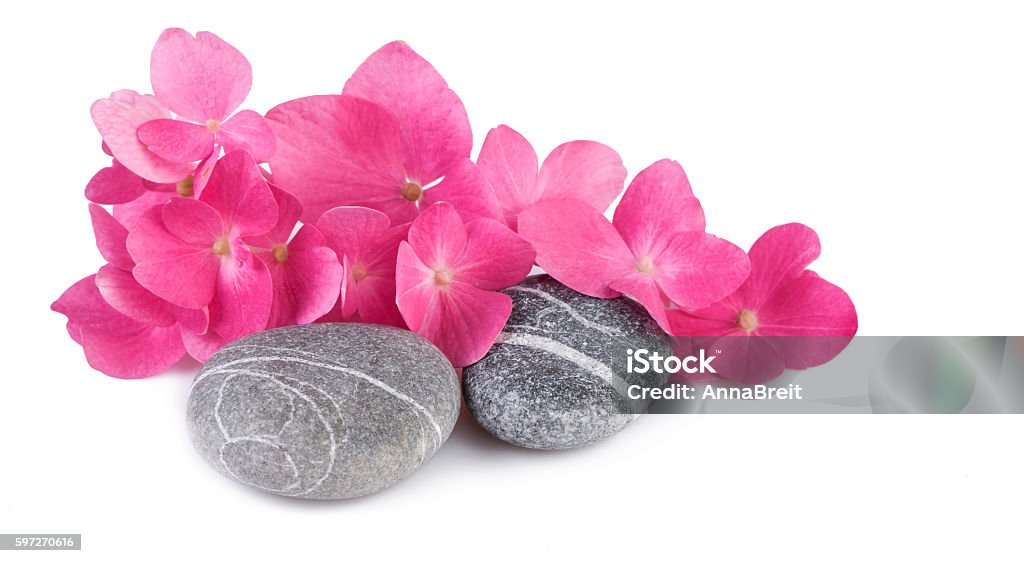 Spa stones with pink flowers on white background Arrangement Stock Photo