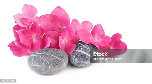 Spa Stones With Pink Flowers On White Background Stock Photo - Download Image Now - Arrangement, Balance, Beauty In Nature