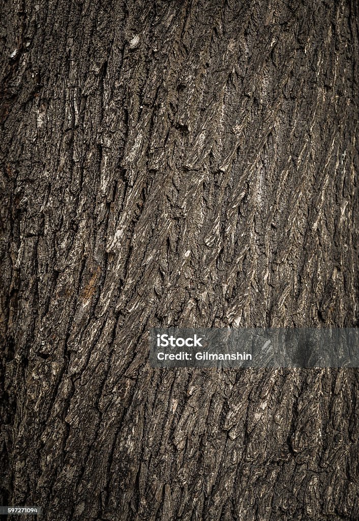 Vieux arbre écorce fissurée fond motif naturel - Photo de Arbre libre de droits
