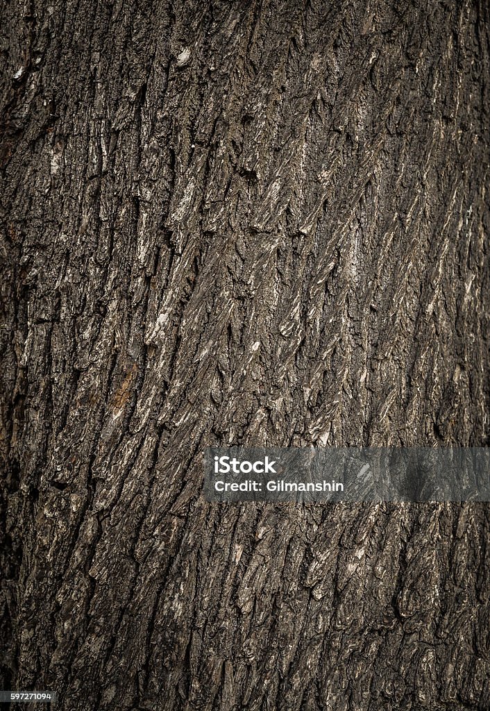 Old tree cracked bark background natural pattern Old tree cracked bark background natural pattern. Backgrounds Stock Photo