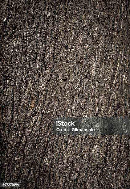 Old Tree Cracked Bark Background Natural Pattern Stock Photo - Download Image Now - Backgrounds, Brown, Close-up