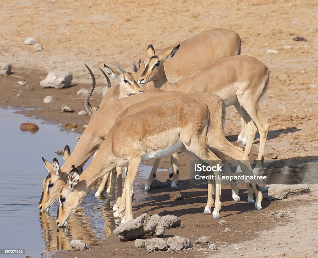 Black-Faced Impala Impala drinking at the waterhole. Animal Wildlife Stock Photo