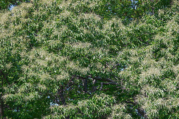 istock American chestnut tree in blossom 597271796