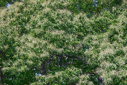 American chestnut (Castanea dentata)