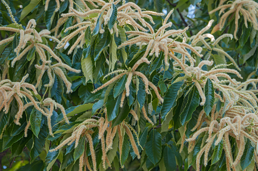 American chestnut male flowers (Castanea dentata)