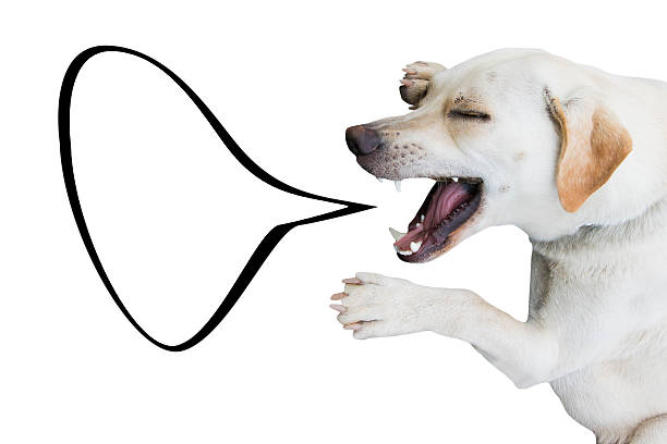 istock laughing dog isolated on white background with talking bubble 597273410