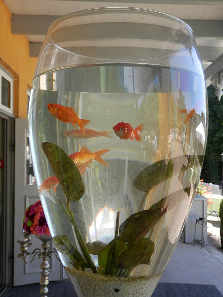 istock Goldfish in large Glass 597273738