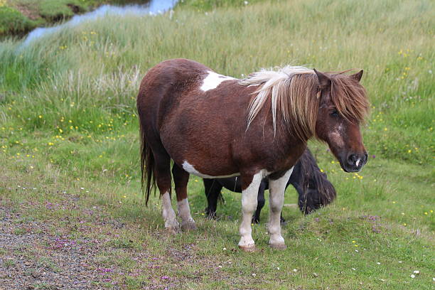 istock Brown and white Shetland Pony 597273762