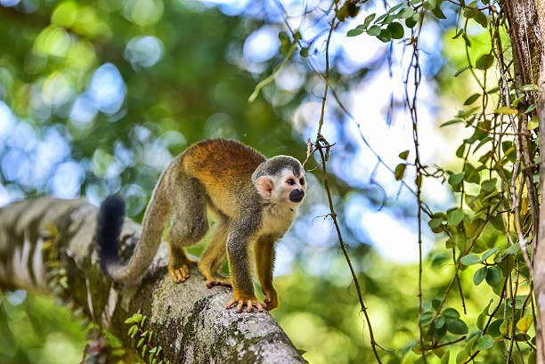 istock Squirrel Monkey on branch of tree - animals in wilderness 597273982
