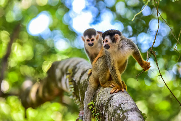 eichhörnchen affe auf zweig des baumes - tiere in der wildnis - kleinaffe stock-fotos und bilder