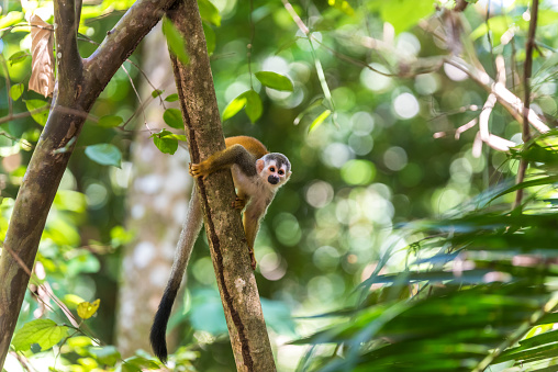 Squirrel Monkey on branch of tree in rainforest of Costa Rica - animals in wilderness