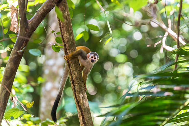 Squirrel Monkey on branch of tree - animals in wilderness Squirrel Monkey on branch of tree in rainforest of Costa Rica - animals in wilderness saimiri sciureus stock pictures, royalty-free photos & images