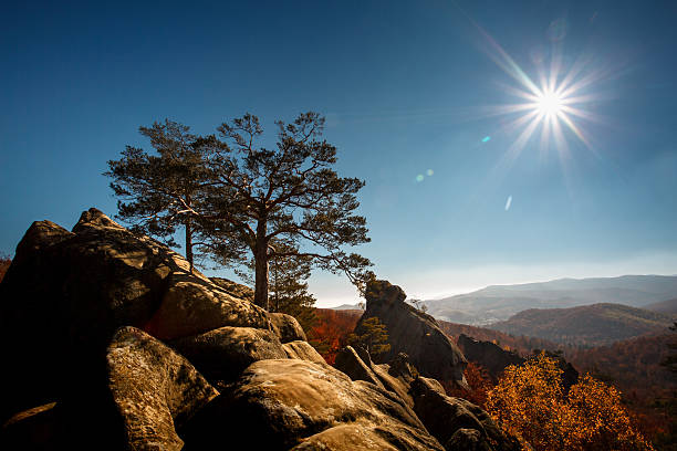 istock tree on a top mountain under blue sky in sunny 597275386