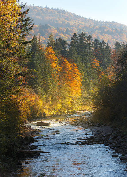istock Landscape mountain river in autumn forest at sunlight. 597276324