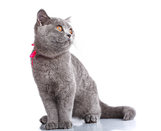 istock grey Scottish Fold cat with pink ribbon sitting on white 597276908