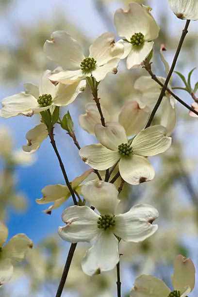 Flowering Dogwood (Cornus florida). Called American Dogwood and Eastern Dogwood also. Symbol of North Carolina, West Virginia, Missouri and Virginia