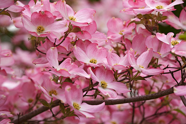 istock Flowering dogwood flowers 597277294