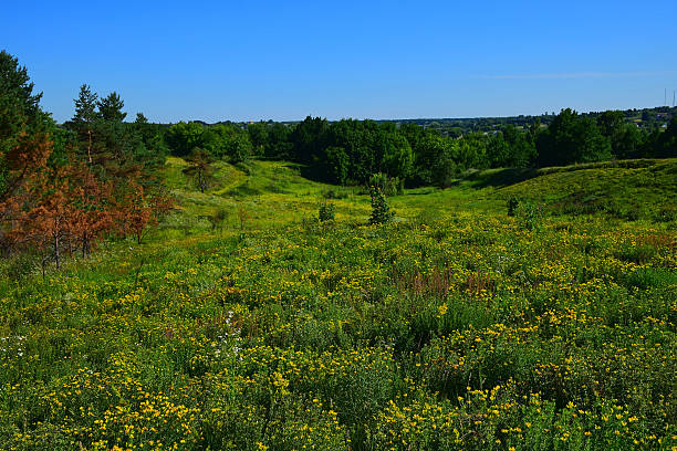 istock Plants And Trees Growing On Field Against Clear Sky 597305107