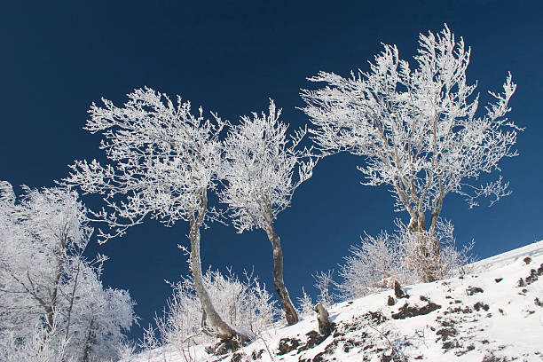istock frosted trees in January of blue sky 597628452
