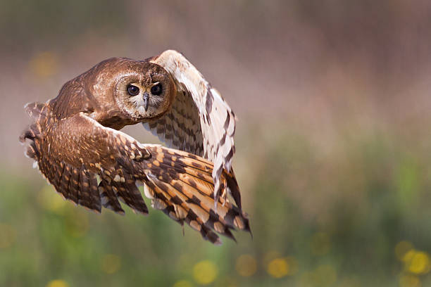 Marsh Owl in Flight stock photo