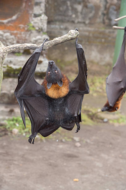 istock Flying fox close up portrait detail view 597628666