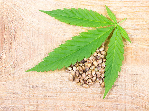 istock Cannabis leaf and seeds on wooden table. Close Up. 597628920