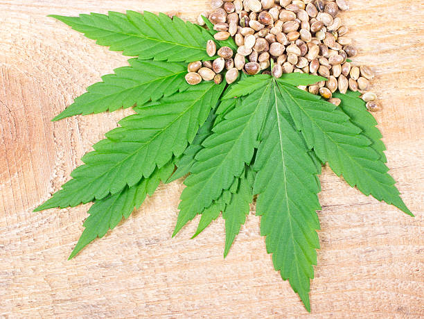 istock Cannabis leaf and seeds on wooden table. Close Up. 597629136
