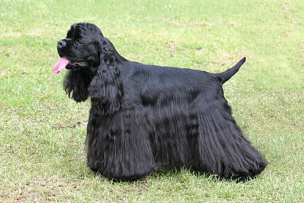 istock Typical American Cocker Spaniel in the  garden 597630160