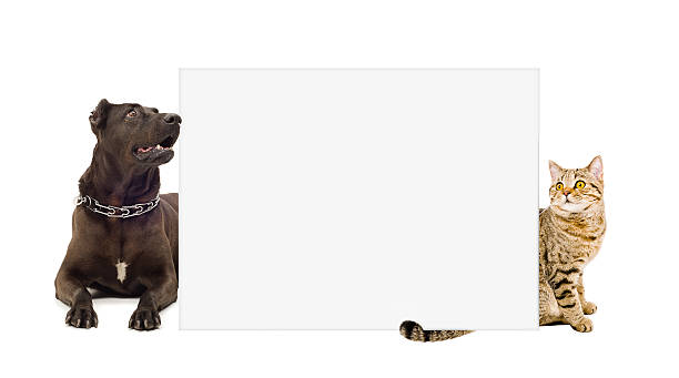 istock Dog and cat  behind a banner 597630260