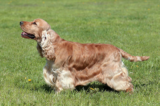 istock Typical English Cocker Spaniel in the garden 597630304