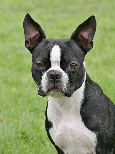 istock Typical Boston Terrier in the  garden 597632288