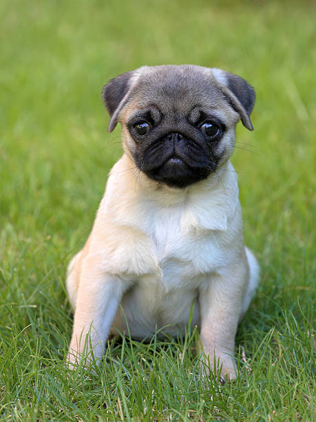 istock Typical Pug Dog in the  garden 597632564