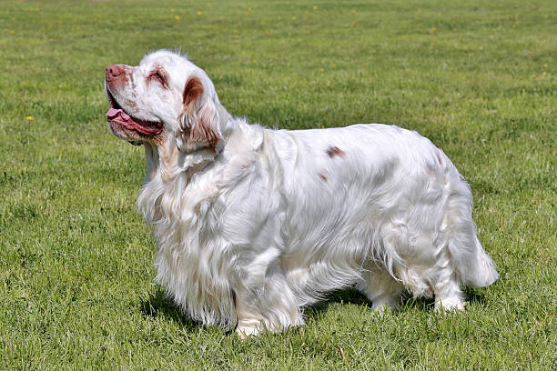 Typical Clumber Spaniel in the garden Typical Clumber Spaniel in the spring garden spaniel stock pictures, royalty-free photos & images