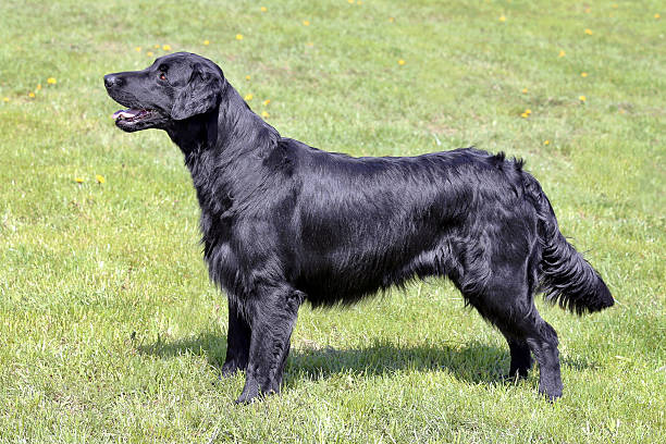istock Typical  Flat Coated Retriever in the garden 597632776