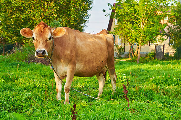 istock Cow grazing near a rural house 597632910