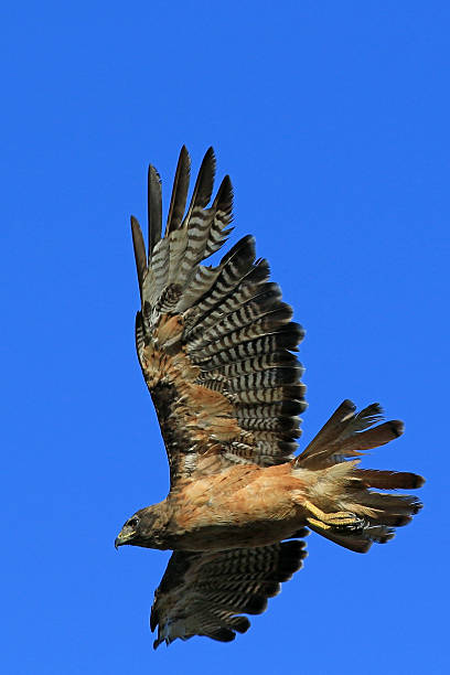istock Hawk bird of prey flying during the morning 597633068