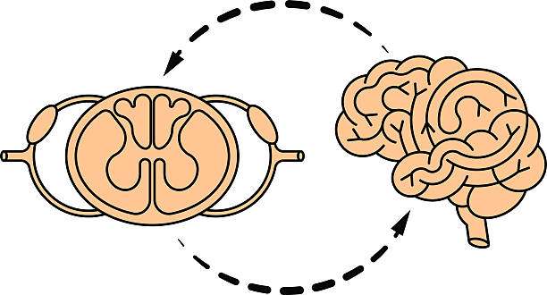ilustrações, clipart, desenhos animados e ícones de cns cérebro e cordão spnal - motor neuron