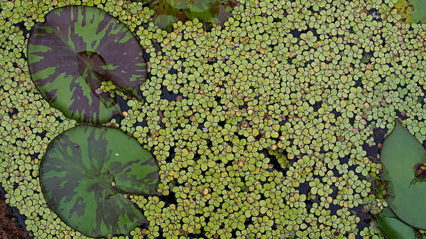 istock Lotus Leaf and Water Fern 597634386