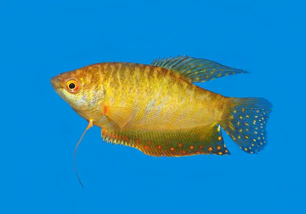 A Mature Gold Gourami Against a Blue Background Aquarium