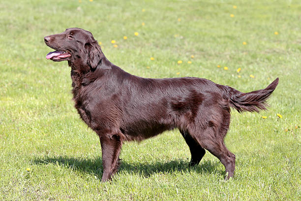 istock Typical  Brown Flat Coated Retriever in the  garden 597634682