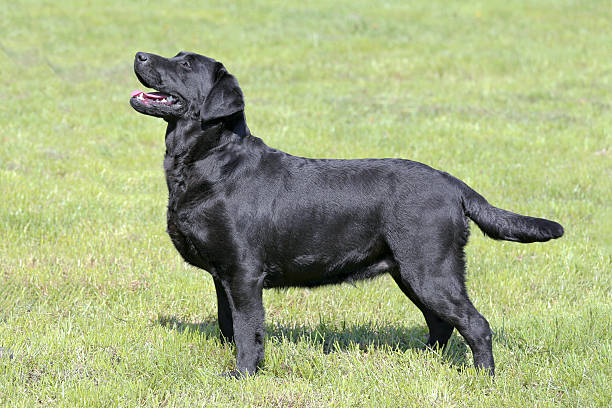 istock Typical  Black Labrador Retriever in the garden 597634752