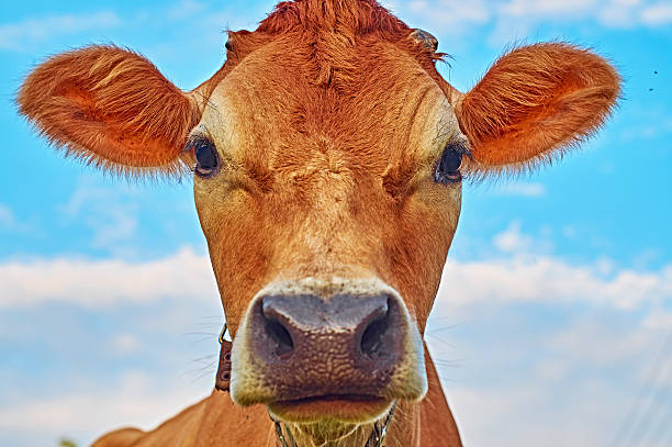 istock Muzzle of a cow against the sky 597634964