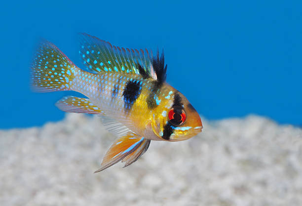 istock Blue Ram Tropical Fish in an Aquarium 597635238