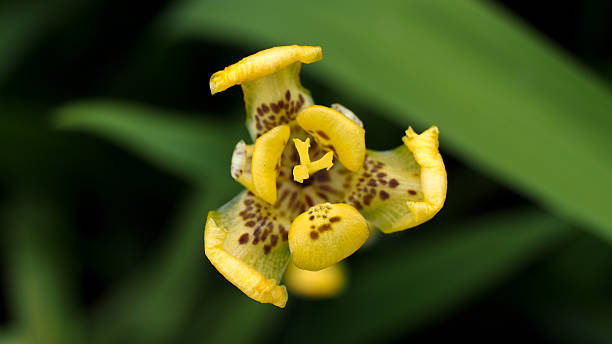 istock Pollen of The Yellow Fan Iris 597636114